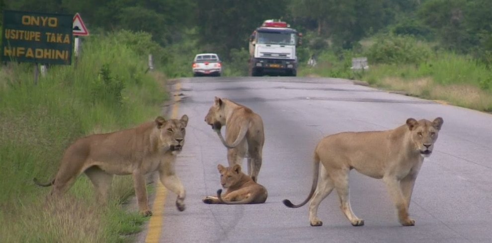3DAYS MIKUMI NATIONAL PARK SAFARI