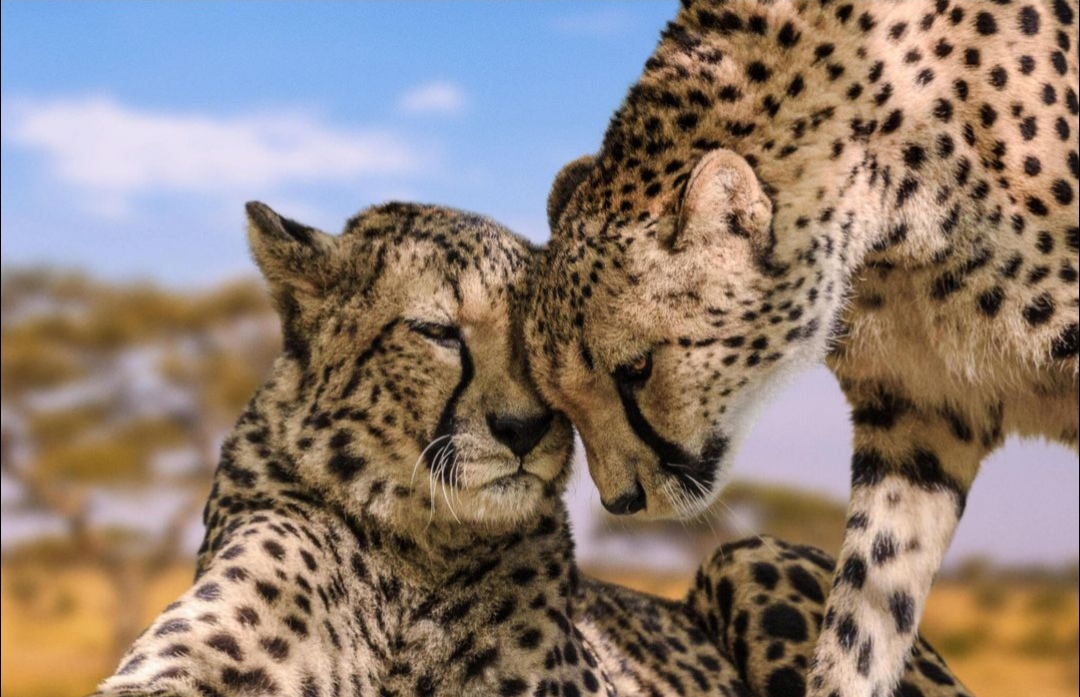 4DAYS TANZANIA BIGFIVE SAFARIS