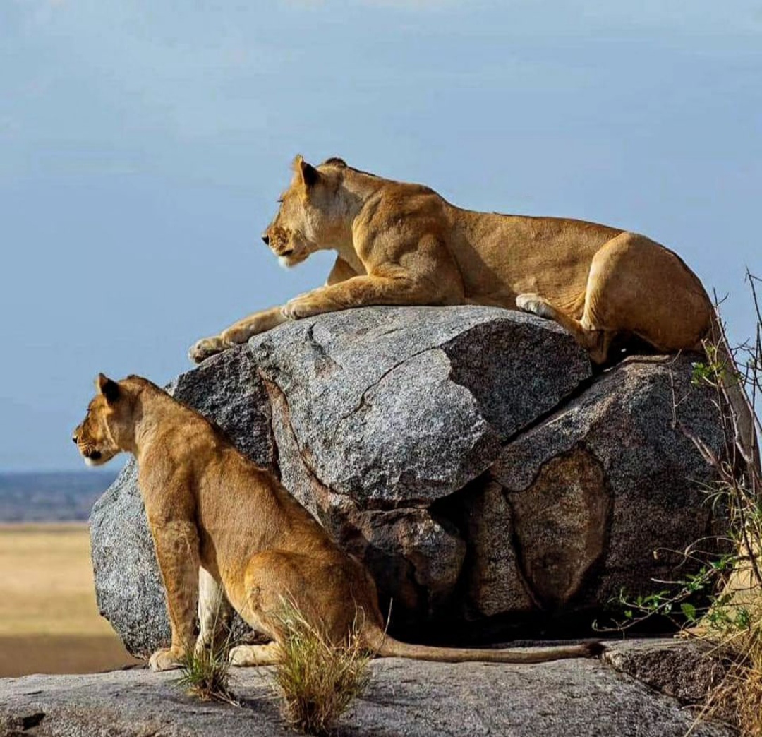 6DAYS TARANGIRE|LAKE MANYARA|SERENGETI AND NGORONGORO CRATER