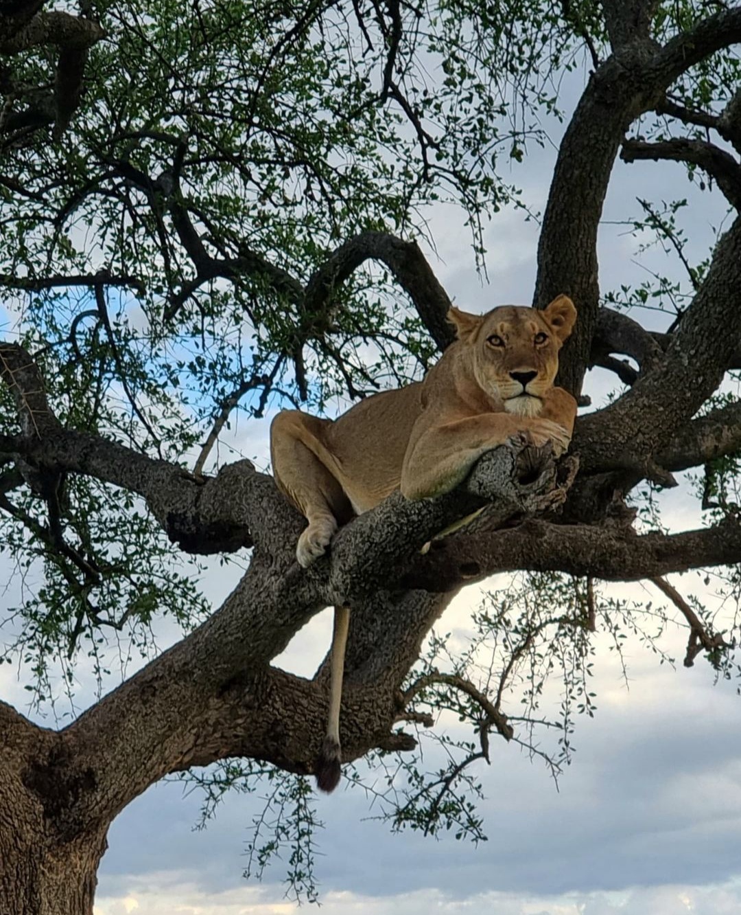 2DAYS LAKE MANYARA AND NGORONGORO SAFARI
