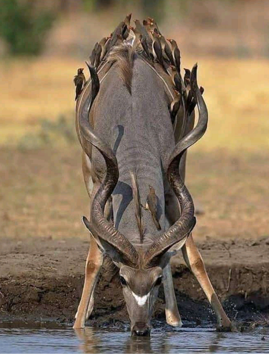 7DAYS MIKUMI|RUAHA AND UDZUNGWA MOUNTAINS NATIONAL PARK