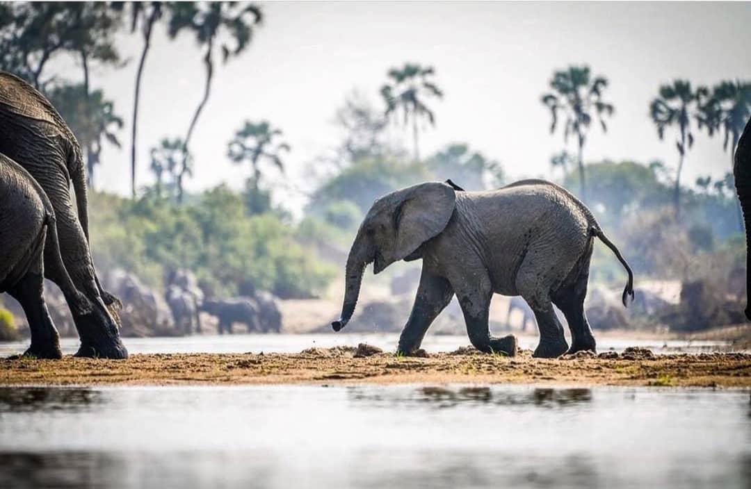 3 DAYS FLYING SAFARI TO RUAHA NATIONAL PARK